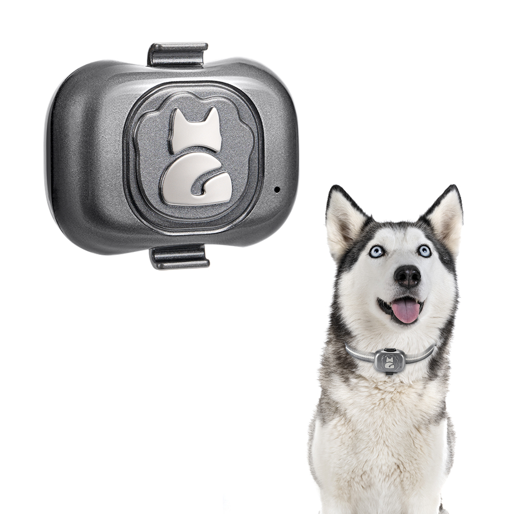 siberian husky in studio